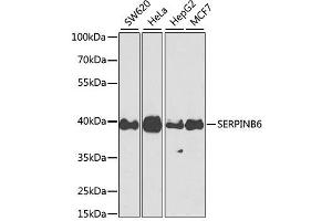 Western blot analysis of extracts of various cell lines, using SERPINB6 antibody. (SERPINB6 antibody  (AA 180-300))