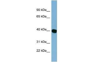 NOXRED1 antibody  (Middle Region)