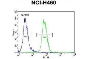 Flow cytometric analysis of NCI-H460 cells using FOXD4-like 1 Antibody (N-term) Cat. (FOXD4L1 antibody  (N-Term))