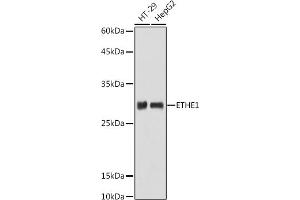 Western blot analysis of extracts of various cell lines, using ETHE1 antibody (ABIN6131616, ABIN6140319, ABIN6140320 and ABIN6214289) at 1:1000 dilution.