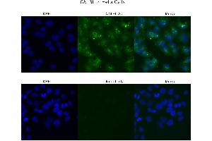 Sample Type : HeLa  Primary Antibody Dilution: 4 ug/ml  Secondary Antibody : Anti-rabbit Alexa 546  Secondary Antibody Dilution: 2 ug/ml  Gene Name : GNL3L (GNL3L antibody  (N-Term))
