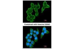 ICC/IF Image Immunofluorescence analysis of methanol-fixed A431, using Cystatin S, antibody at 1:200 dilution. (CST4 antibody  (N-Term))
