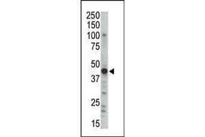 Western blot analysis of anti-PRKAR2B Pab (ABIN391062 and ABIN2841217) in mouse brain tissue lysate. (PRKAR2B antibody  (N-Term))