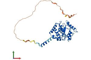 AlphaFold protein structure predicition of Human Recombinant UNG Protein, UniprotID P13051 (UNG Protein (AA 1-313) (His tag))