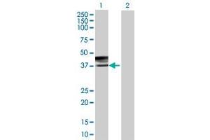 Western Blot analysis of CD207 expression in transfected 293T cell line by CD207 MaxPab polyclonal antibody. (CD207 antibody  (AA 1-328))