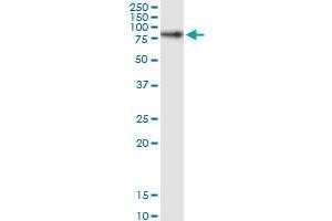 RPAP3 MaxPab rabbit polyclonal antibody. (RPAP3 antibody  (AA 1-631))