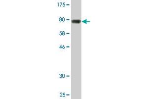 Western Blot detection against Immunogen (80. (NFIA antibody  (AA 1-498))