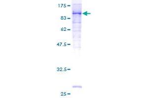 MCAM Protein (AA 1-646) (GST tag)