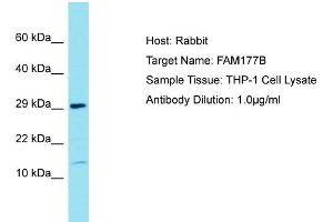 Host: Rabbit Target Name: FAM177B Sample Tissue: Human THP-1 Whole Cell Antibody Dilution: 1ug/ml (FAM177B antibody  (N-Term))