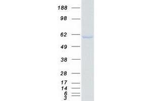 LMAN1 Protein (Myc-DYKDDDDK Tag)