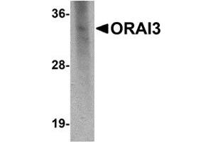 Western Blotting (WB) image for anti-ORAI Calcium Release-Activated Calcium Modulator 3 (ORAI3) antibody (ABIN1031801) (ORAI3 antibody)