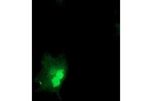 Anti-OBFC1 mouse monoclonal antibody (ABIN2454825) immunofluorescent staining of COS7 cells transiently transfected by pCMV6-ENTRY OBFC1 (RC200778). (OBFC1 antibody)