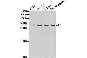 Western blot analysis of extracts of various cell lines, using IL7 antibody. (IL-7 antibody  (AA 26-177))