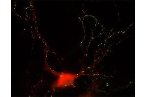 Indirect immunostaining of hippocampus neurons with anti-GABA-A receptor α3 (dilution 1 : 500; red) and mouse anti-Synapsin 1 (cat. (GABRA3 antibody  (AA 29-43))