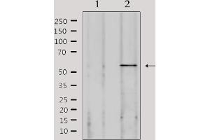 Western blot analysis of lysates from 293, using SPAM1 Antibody.