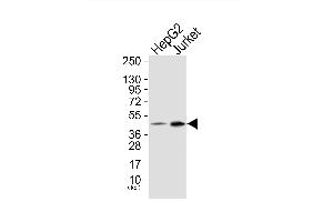 Western blot analysis of extracts from HepG2 cells (Lane 1) and Jurket cells (Lane 2), using Neutrophil Cytosol Factor 1 (Ab-304) Antibody. (NCF1 antibody)