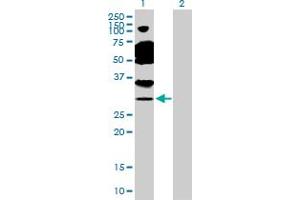 Western Blot analysis of TAF11 expression in transfected 293T cell line by TAF11 MaxPab polyclonal antibody. (TAF11 antibody  (AA 1-211))
