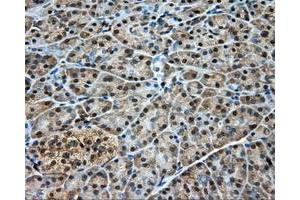Immunohistochemical staining of paraffin-embedded pancreas tissue using anti-DNTTIP1 mouse monoclonal antibody. (DNTTIP1 antibody)