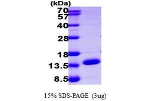 SDS-PAGE (SDS) image for Enhancer of Rudimentary Homolog (ERH) (AA 1-104) protein (His tag) (ABIN667365) (ERH Protein (AA 1-104) (His tag))