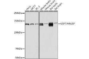 Western blot analysis of extracts of various cell lines, using USP7/HAUSP Rabbit mAb (ABIN7271168) at 1:1000 dilution. (USP7 antibody)