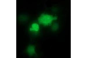 Image no. 4 for anti-THUMP Domain Containing 1 (THUMPD1) antibody (ABIN1501384) (THUMPD1 antibody)