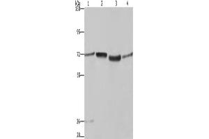Western Blotting (WB) image for anti-Synapsin I (SYN1) antibody (ABIN2433198) (SYN1 antibody)