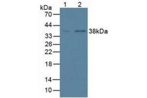 Figure. (Annexin a1 antibody  (AA 1-346))