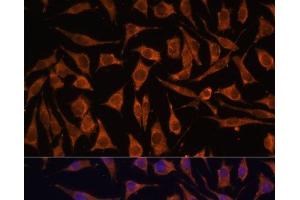 Immunofluorescence analysis of L929 cells using NDUFA4L2 Polyclonal Antibody at dilution of 1:100. (NDUFA4L2 antibody)