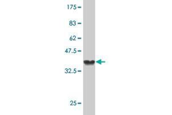 Stabilin 2 (STAB2) (AA 367-465) antibody