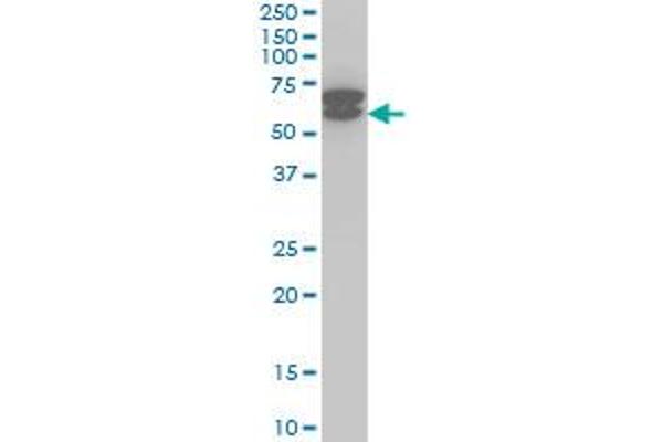 ETV6 antibody  (AA 1-452)