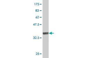 Western Blot detection against Immunogen (34. (Junctophilin 1 antibody  (AA 501-579))