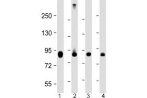 Western blot testing of human 1) HeLa, 2) Jurkat, 3) COS-7 and 4) mouse heart lysate with PFKP antibody at 1:4000.