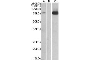 Western Blotting (WB) image for anti-Nuclear Receptor Subfamily 2, Group C, Member 2 (NR2C2) (Internal Region) antibody (ABIN2466352) (TR4 antibody  (Internal Region))