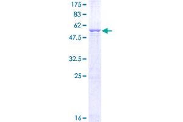 GCH1 Protein (AA 1-250) (GST tag)