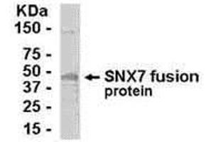 Western Blotting (WB) image for anti-Sorting Nexin 7 (SNX7) (AA 1-387) antibody (ABIN2467909)