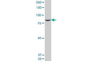 MAN1B1 monoclonal antibody (M01), clone 6B1.