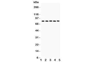 Western blot testing of Calpain antibody and Lane 1:  rat lung (Calpain antibody  (Catalytic Subunit))