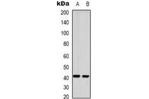 Western blot analysis of GPR87 expression in HepG2 (A), mouse brain (B) whole cell lysates. (GPR87 antibody)
