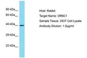 OR6C1 antibody  (AA 227-276)