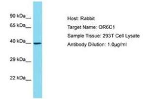 Image no. 1 for anti-Olfactory Receptor, Family 6, Subfamily C, Member 1 (OR6C1) (AA 227-276) antibody (ABIN6750810) (OR6C1 antibody  (AA 227-276))