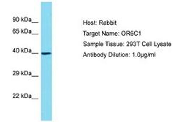 OR6C1 Antikörper  (AA 227-276)