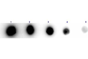 Dot Blot results of Rabbit Anti-Xanthine Oxidase Antibody Biotin Conjugated. (XDH antibody  (Biotin))