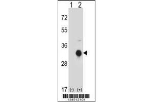 Western blot analysis of KLK10 using rabbit polyclonal KLK10 Antibody using 293 cell lysates (2 ug/lane) either nontransfected (Lane 1) or transiently transfected (Lane 2) with the KLK10 gene. (Kallikrein 10 antibody  (N-Term))