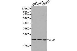 Western blot analysis of extracts of various cell lines, using GPX1 antibody. (Glutathione Peroxidase 1 antibody)
