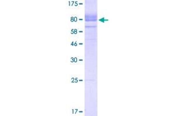 N-Cadherin Protein (AA 160-724) (His-DYKDDDDK-Strep II Tag)