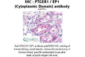 Image no. 1 for anti-Prostaglandin E Receptor 1 (Subtype EP1), 42kDa (PTGER1) (1st Cytoplasmic Domain) antibody (ABIN1738553) (PTGER1 antibody  (1st Cytoplasmic Domain))