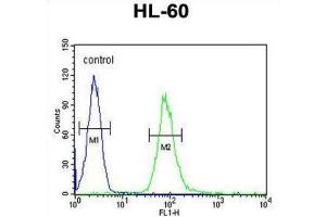 Flow Cytometry (FACS) image for anti-Interleukin 2 Receptor, gamma (IL2RG) antibody (ABIN3004182) (IL2RG antibody)
