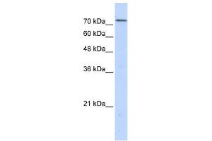 BOP1 antibody used at 1 ug/ml to detect target protein. (BOP1 antibody  (N-Term))