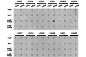 Western Blotting (WB) image for anti-Histone 3 (H3) (H3K9me2) antibody (ABIN1872998) (Histone 3 antibody  (H3K9me2))