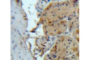 #VALUE! (SIRT2 antibody  (AA 65-340))